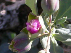 Corbichonia decumbens