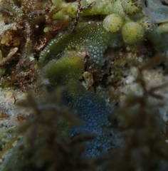 Dictyosphaeria cavernosa