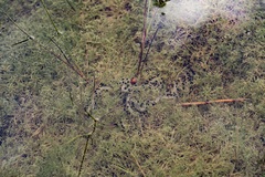 Bufotes viridis sitibundus