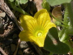 Cucumis myriocarpus