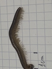 Callipodida
