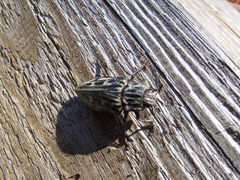 Chalcophora mariana