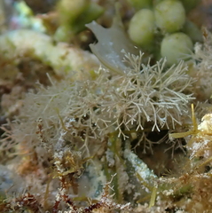 Amphiroa