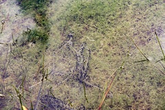 Bufotes viridis sitibundus