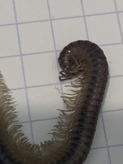 Callipodida