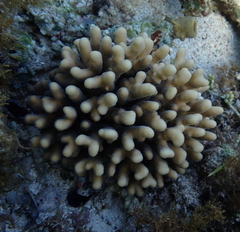 Stylophora subseriata