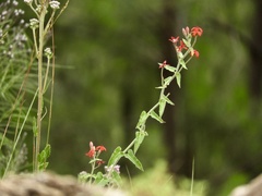 Oxypetalum coccineum