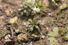 Draba praecox