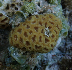 Dipsastraea favus