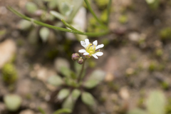 Draba praecox