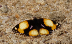 Junonia hierta cebrene