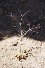Eriogonum parishii