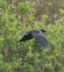 Corvus brachyrhynchos