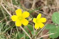 Oxalis corniculata