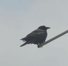 Corvus brachyrhynchos