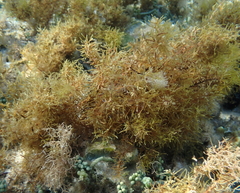 Amphiroa fragilissima