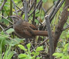 Melospiza melodia