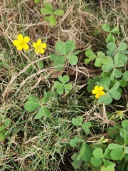 Oxalis corniculata