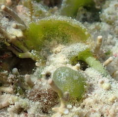 Dictyosphaeria cavernosa
