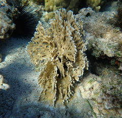 Millepora dichotoma