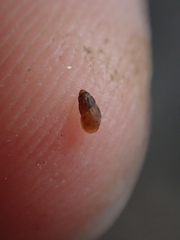 Onoba semicostata