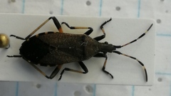 Dicranocephalus medius