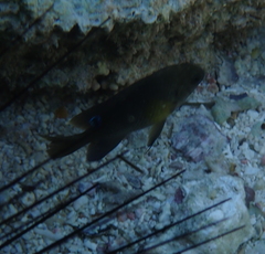 Chrysiptera unimaculata