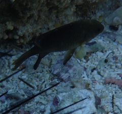 Chrysiptera unimaculata