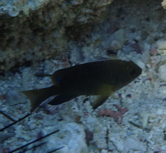 Chrysiptera unimaculata