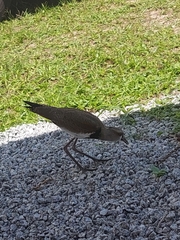 Vanellus chilensis