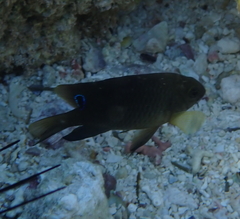 Chrysiptera unimaculata