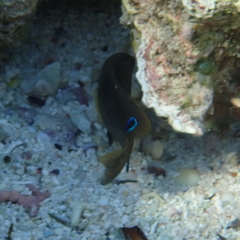 Chrysiptera unimaculata