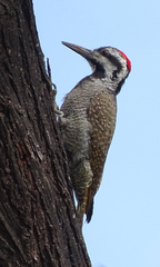 Chloropicus namaquus