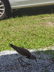 Vanellus chilensis