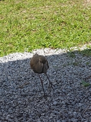 Vanellus chilensis