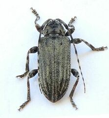 Glaucotes yuccivorus