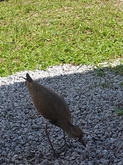 Vanellus chilensis