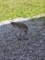 Vanellus chilensis