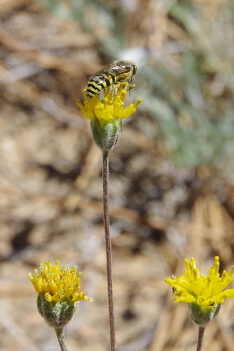 Hymenopappus lugens