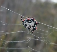 Isoxya cicatricosa