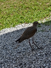 Vanellus chilensis