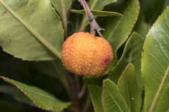Arbutus unedo