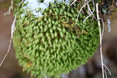 Bartramia pomiformis