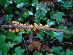 Favolaschia