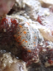 Thecacera pennigera
