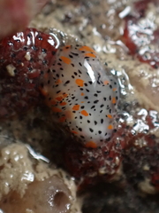 Thecacera pennigera