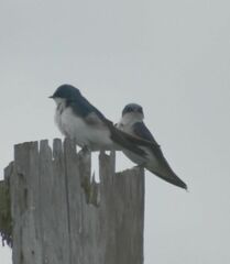 Tachycineta bicolor