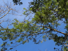 Pseudotsuga wilsoniana