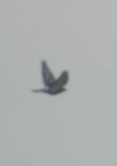 Columba livia domestica