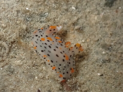 Thecacera pennigera